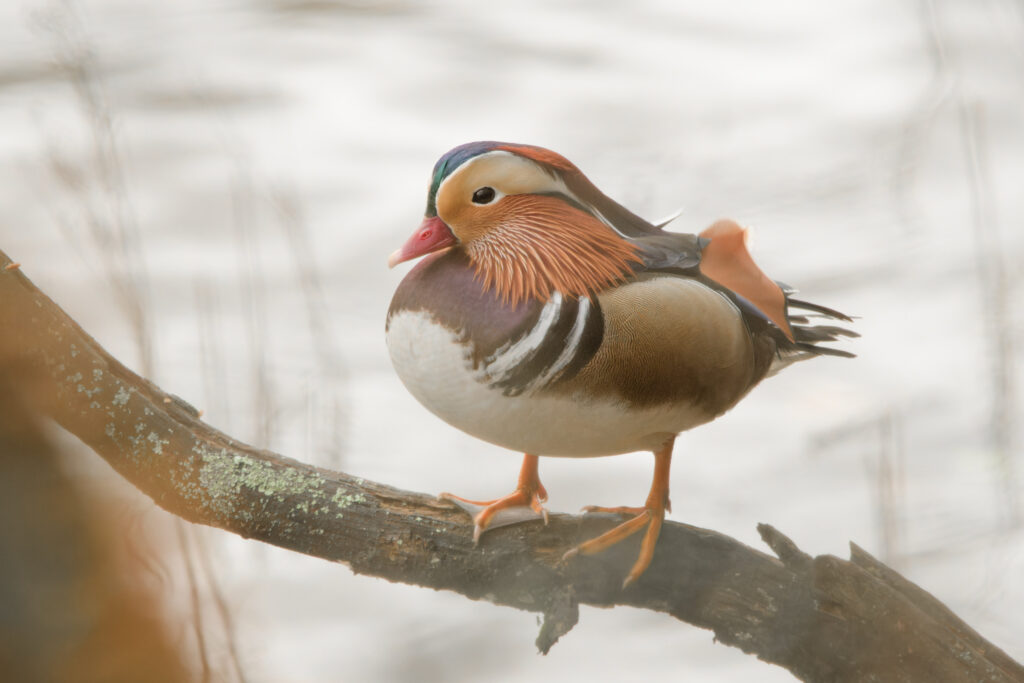 Photo of Mandarin Duck